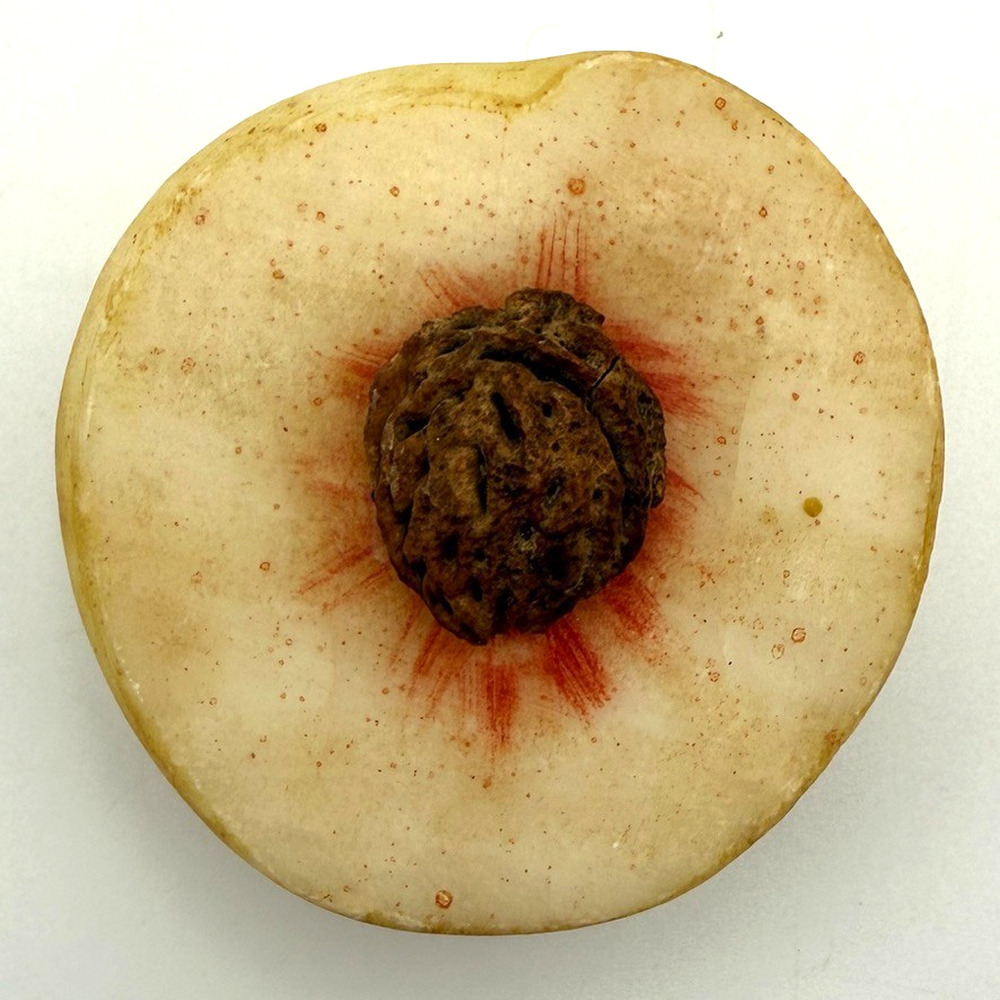 Alabaster Stone Fruit Half Peach with Pit Nectarine Early Vintage Seed Split Cut